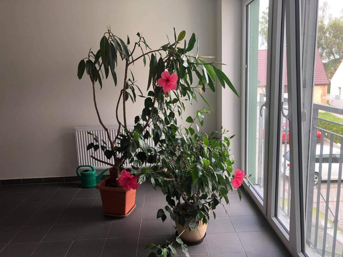 Apartman c.8 Magnolie Třeboň Esterno foto